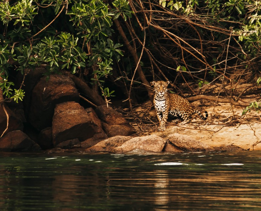 One of the most amazing wildlife environments in the Brazilian Amazon jungle.